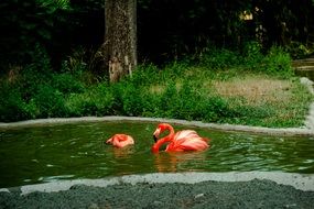 orange flamingo in pond
