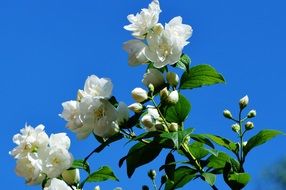 jasmin branch in spring
