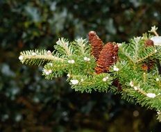 cones on a fir branch