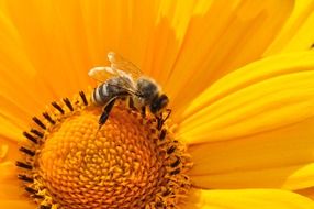 bee pollen nectar close-up