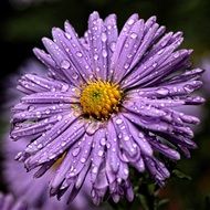 enchanting flower drops
