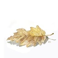 Autumn leaf on a white background