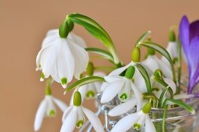 bouquet of snow-white snowdrops in a jar