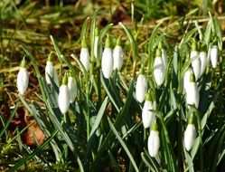 spring snowdrops