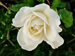 white rose on a bush close-up on a blurred background