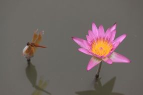 flower lotus with insect close