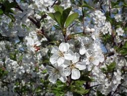 White flowers of cherry tree