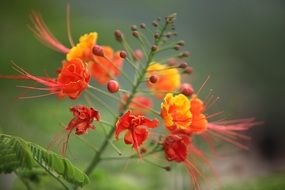 colorful unusual plant