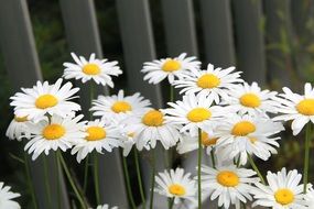 very beautiful daisy flowers