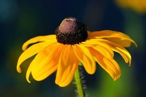 sun hat blossom