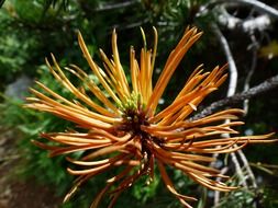 mountain flower pine tree