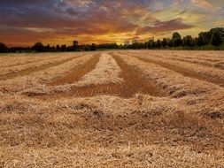 wheat field after harvest