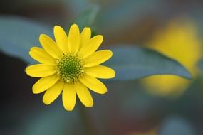 yellow flower on blurry background