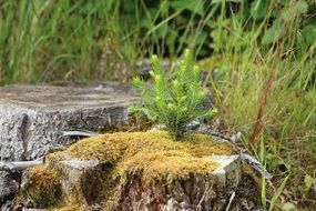 moss on the stump