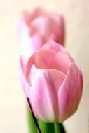 pink tulips with green leaves on a white background