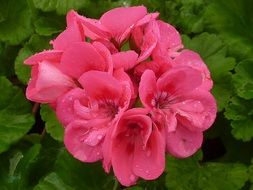 pink geranium flower in nature