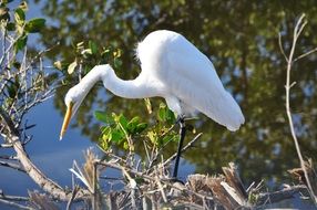 egret florida white bird