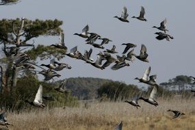 Mallard ducks are flying