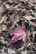 pink leaves autumn