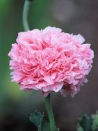 pink lush poppy on a stalk close-up