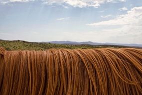 horse mane closeup