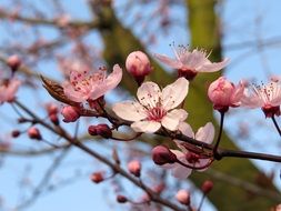 branches of blooming cherry tree in spring