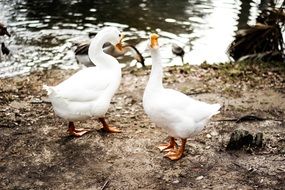 white ducks near pond wildlife portrait