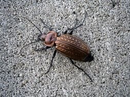 beetle on a gray surface close up