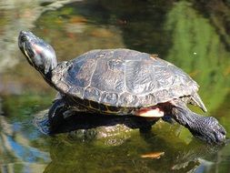 the turtle is resting on a rock in the wild