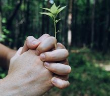 Plant in the closed hands