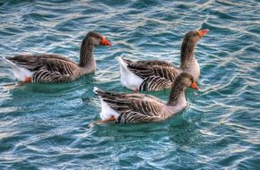 picture of the geese are swimming in a water