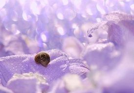 snail on the lilac flower