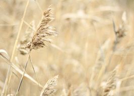 Autumn field in nature