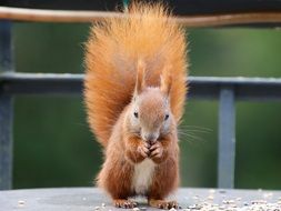 closeup photo of Cute squirrel is eating something