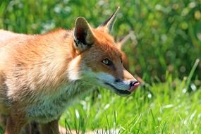 delightful red fox