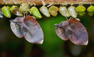 butterfly cocoons on a tree branch