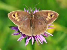 brown butterfly closes purple flower