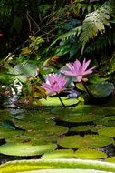 water lilies in summer