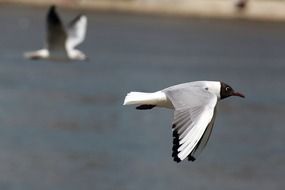 two black headed seagulls in flight