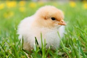 fluffy chick on grass