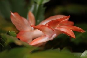 red christmas cactus flower