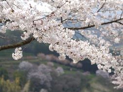 Japanese cherry blossom in the mountains close up