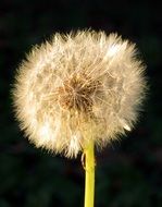 dandelion flower on a black background