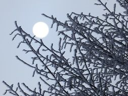 tree branches in hoarfrost on the background of the sun