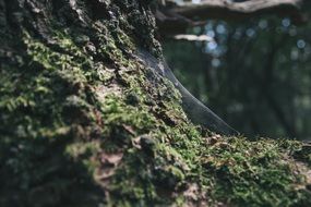 Green moss on a tree trunk
