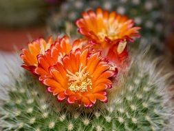 orange flowers on a cactus in arizona