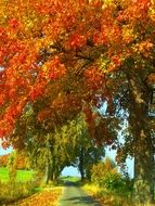 delightful autumn trees and road