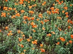 bright orange flowers in the garden