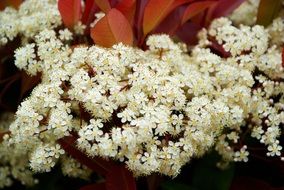 photinia white flowers