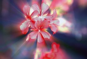 flowers a small bunch geranium sunbeam red